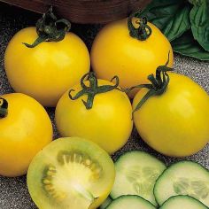 Suttons Seeds - Tomato - Golden Sunrise