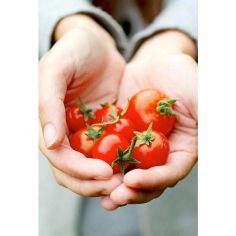 Suttons Seeds - Tomato - Gardener's Delight