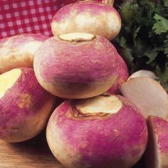 Suttons Seeds - Turnip - Purple Top Milan