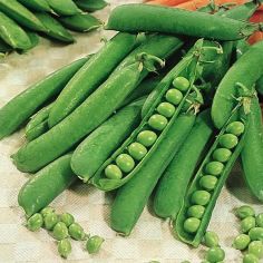 Suttons Seeds - Pea - Early Onward