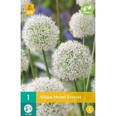 Allium Mount Everest - Pack of 1