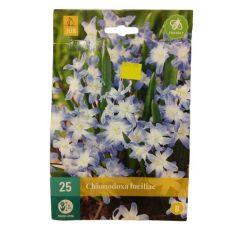 Chionodoxa Luciliae - Glory-Of-The-Snow - Flower Bulbs - Pack Of 25