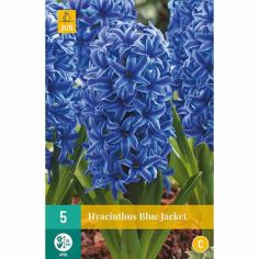 Hyacinth Blue Jacket Flower Bulbs - Pack Of 5