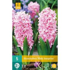Hyacinth Pink Surprise Flower Bulbs - Pack Of 5