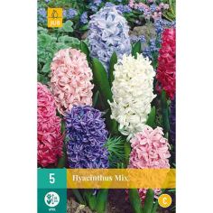 Hyacinth Mix Flower Bulbs - Pack Of 5