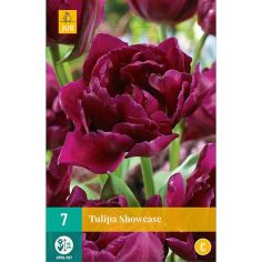 Tulip Showcase Flower Bulbs - Pack Of 7