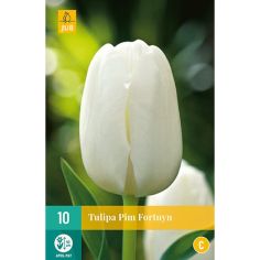 Tulip Pim Fortuyn Flower Bulbs - Pack Of 10