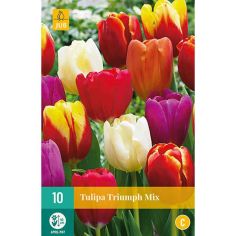 Tulip Triumph Mix Flower Bulbs - Pack Of 10