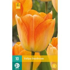 Tulip Daydream Flower Bulbs - Pack Of 10