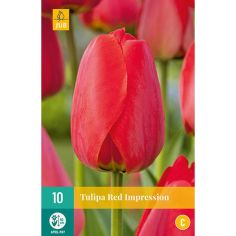 Tulip Red Impression Flower Bulbs - Pack Of 10