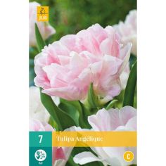 Tulip Angelique Flower Bulbs - Pack Of 7