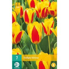 Tulip (Stresa) Flower Bulbs - Pack Of 7