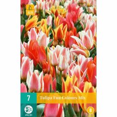 Tulip Fun Colours Mix Flower Bulbs - Pack Of 7