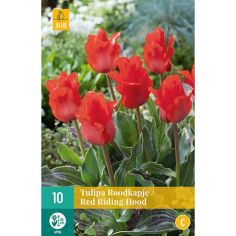 Tulip Red Riding Hood Flower Bulbs - Pack Of 10