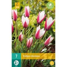 Tulip Clusiana Flower Bulbs - Pack Of 7