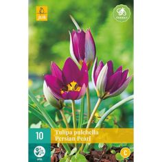 Botanical Tulip (Pulchella Persian Pearl) Bulbs - Pack Of 10