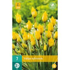 Tulip Sylvestris Flower Bulbs - Pack Of 7