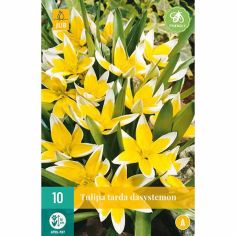 Tulip Tarda Dasystemon Flower Bulbs - Pack Of 10
