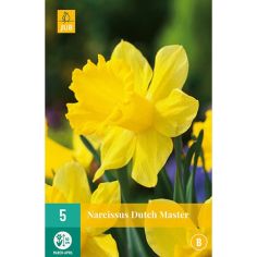 Trumpet Daffodil (Narcissus Dutch Master) Bulbs - Pack Of 5