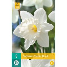 Trumpet Daffodil (Narcissus Mount Hood) Bulbs - Pack Of 5