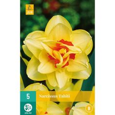 Daffodil (Narcissus Tahiti) Flower Bulbs - Pack Of 5