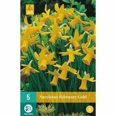Daffodil (Narcissus February Gold) Bulbs - Pack Of 5