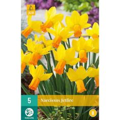Daffodil (Narcissus Jetfire) Flower Bulbs - Pack Of 5