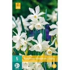 Daffodil (Narcissus Triandrus Thalia) Bulbs - Pack Of 5