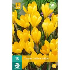Crocus Golden Yellow Flower Bulbs - Pack Of 15