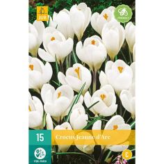 Crocus Jeanne D'Arc Flower Bulbs - Pack Of 15