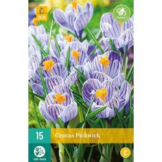 Crocus Pickwick Flower Bulbs - Pack Of 10