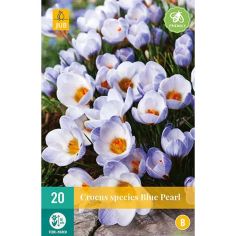 Crocus (Blue Pearl) Flower Bulbs - Pack Of 15