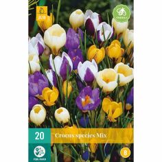 Crocus Mix Flower Bulbs - Pack Of 20