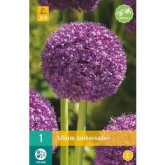Allium Ambassador Flower Bulb - Pack Of 1