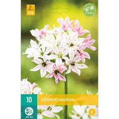 Allium Cameleon Flower Bulbs - Pack Of 10
