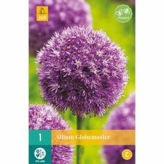 Allium Globemaster Flower Bulb - Pack Of 1
