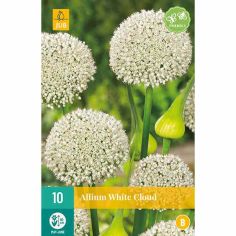 Allium White Cloud Flower Seeds - Pack Of 10