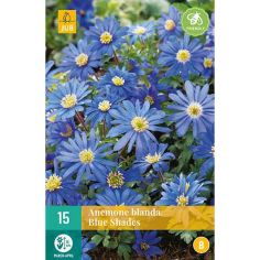 Anemone Blue Shades Flower Bulbs - Pack Of 15