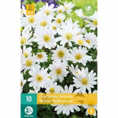 Windflower (Anemone Blanda White Splendour) Bulbs - Pack Of 10