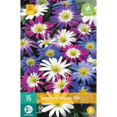 Anemone Blanda Mix Flower Bulbs - Pack Of 15