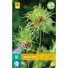 Allium Hair Flower Bulb - Pack of 10