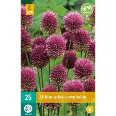 Allium Sphaerocephalon Flower Bulb - Pack of 25