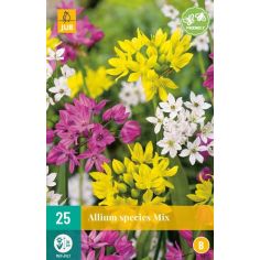 Allium Species Mix Flower Bulb - Pack of 25