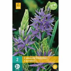 Indian Lily (Camassia Leichtlinii Caerulea) Bulbs - Pack Of 2