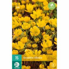 Winter Aconite (Eranthis Cilicica) Flower Bulbs - Pack Of 15