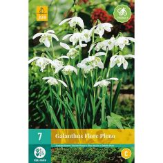 Double Snowdrops (Galanthus Flore Pleno) Flower Bulbs - Pack Of 7