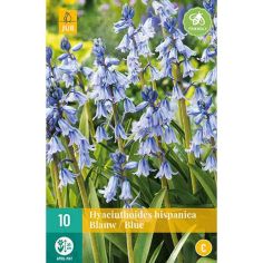 Bluebell (Hyacinthoides Hispanica Blue) Bulbs - Pack Of 10