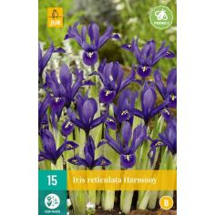Iris Harmony Flower Bulb - Pack of 15