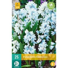 Striped Squill (Puschkinia Libanotica) Bulbs - Pack Of 25