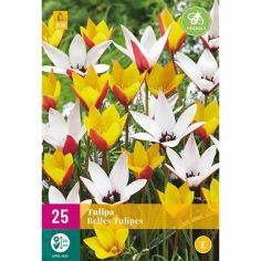 Belles Tulip Flower Bulbs - Pack Of 25